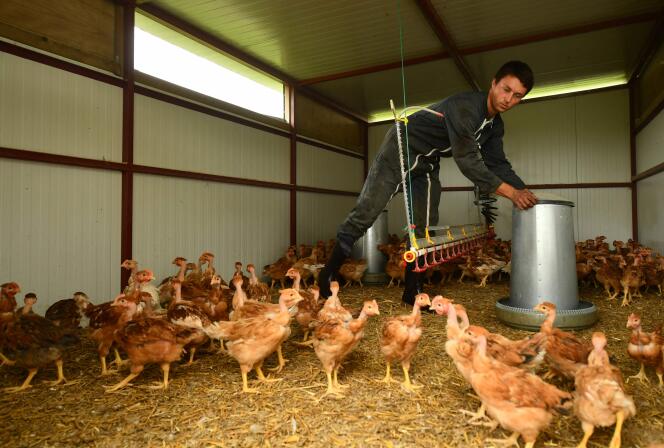 Un éleveur de poulets et de porcs biologiques à Bergouey-Viellenave (Pyrénées-Atlantiques ), le 29 avril 2024.