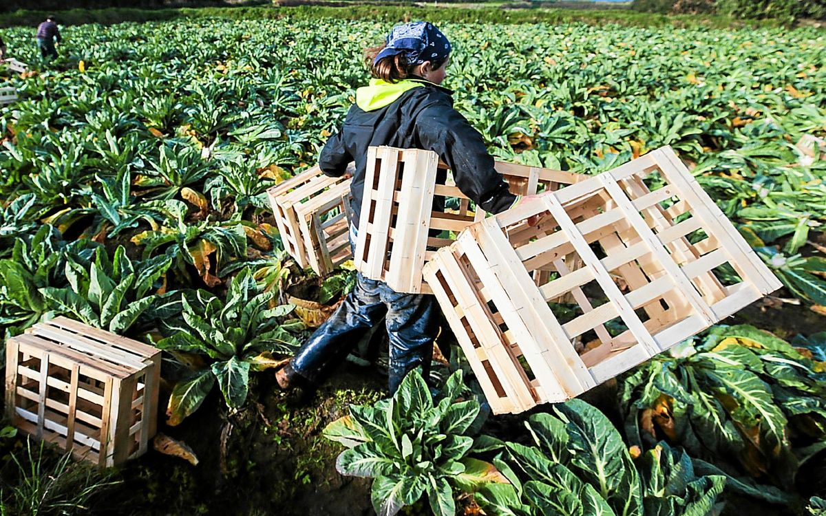 , Rémunération, horaires, secteurs d’activité : quel est le cadre légal pour travailler avant 16 ans
