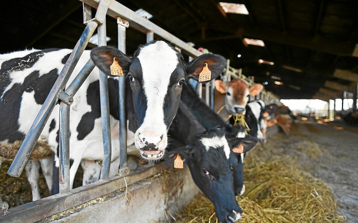 , Prix du lait : les éleveurs dénoncent des risques sur leur rémunération
