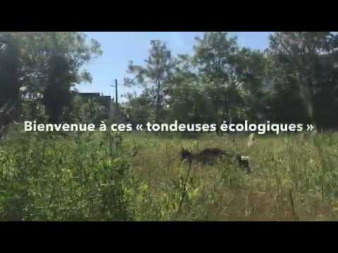 , (Sartrouville): ;écopâturage est de retour à Sartrouville