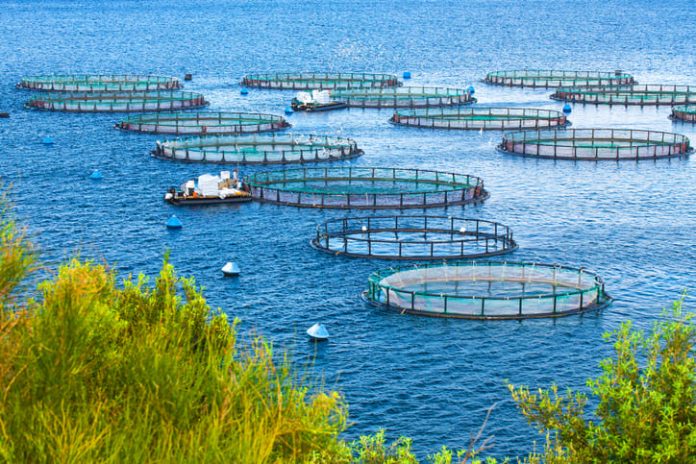iStock-951340530 (1) Ferme de poissons de mer. Cages pour la pisciculture de dorades et de bars. Aquaculture