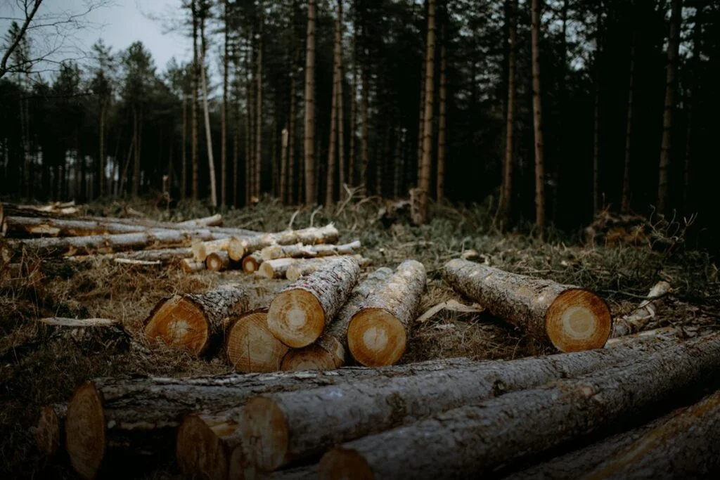 Déforestation – Photo par Annie Spratt sur Unsplash